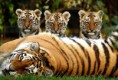 /album/fotogaleria/classic-tiger-02-jpg/